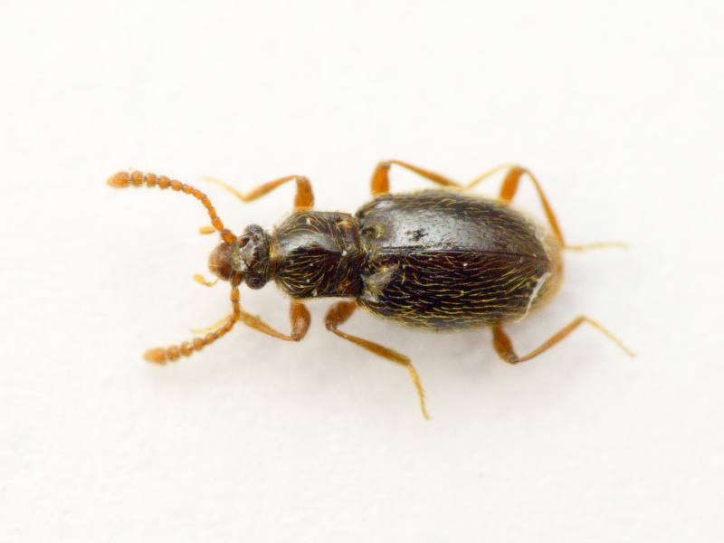 Scydmaenidae Leach, 1815